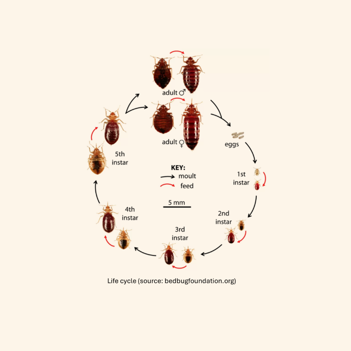 BED BUG CYCLE 2
