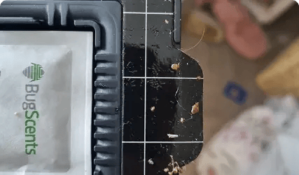 Adults-and-nymphs-are-detected