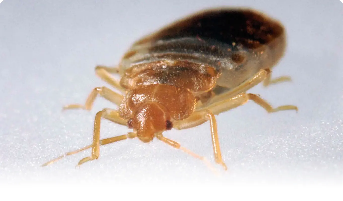 Bed Bugs Basics